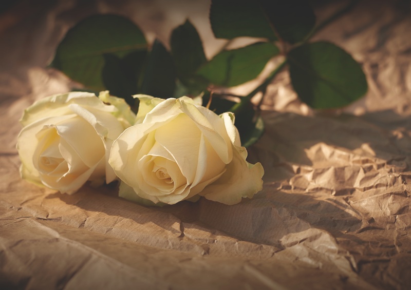 父の日薔薇