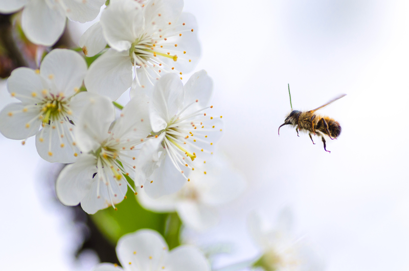 ミツバチが花にいる様子